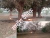 गर्मीयो के मौसम में जंगलो में क्यो लगती है आग 