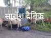 गौतस्करी कर लेजाता वाहन दुर्घटना ग्रस्त 