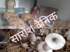 आजीविका सृजन के लिए मशरूम की खेती को बढ़ावा 