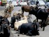 मवेशियों का अड्डा बन गया राजमार्ग