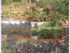 खबर का असर भू माफिया पर वन विभाग की कार्यवाही 