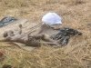 हाथी के कुचलने से खेत की रखवाली कर रहे युवक की मौत 