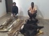 हाथी दांत और तेंदुए भालू के खाल के साथ पांच तस्कर गिरफ्तार