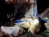 गौवंसो से लदी वाहन पलटी 13 गौवंस बरामद 
