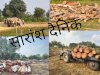 जिले में लकड़ी तस्करों का साम्राज्य