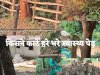 डालमिया कॉलेज परिसर से कीमती पेड़ चोरी