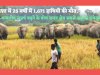 ओडिशा में 25 वर्षों में 1671 हाथियों की मौत