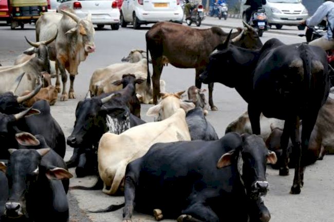 मवेशियों का अड्डा बन गया राजमार्ग