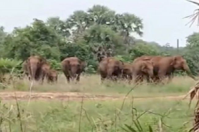 तालचेर के ग्रामीण क्षेत्रों  में जंगली हाथीयो का भय 