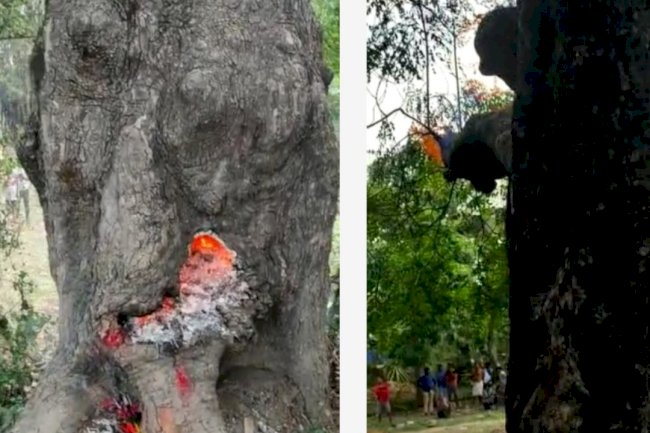 सूलग रही है नीम का पेड़ मां हिगुला का वास मान रहे है लोग 