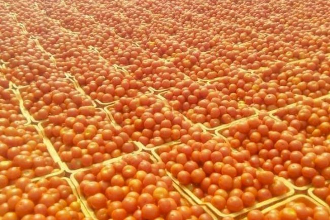 टमाटर पर राजनीति क्यों 