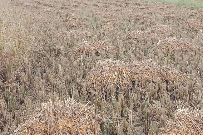 बे मौसम बारीस से नष्ट होते धान के फसल ने किसानों की चिंता बढा़ दी