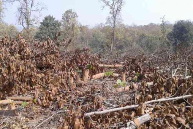 जंगल नष्ट कर रहे है भू माफिया जिम्मेदार कौन 