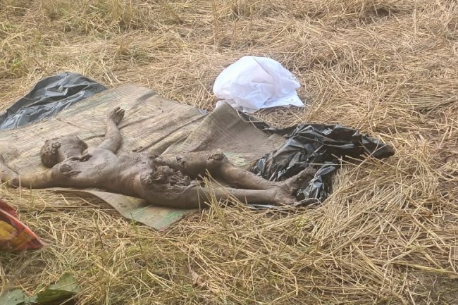 हाथी के कुचलने से खेत की रखवाली कर रहे युवक की मौत 