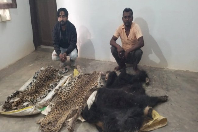 हाथी दांत और तेंदुए भालू के खाल के साथ पांच तस्कर गिरफ्तार