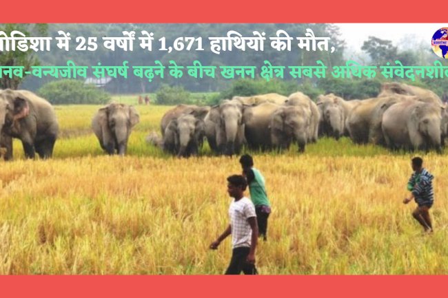 ओडिशा में 25 वर्षों में 1671 हाथियों की मौत