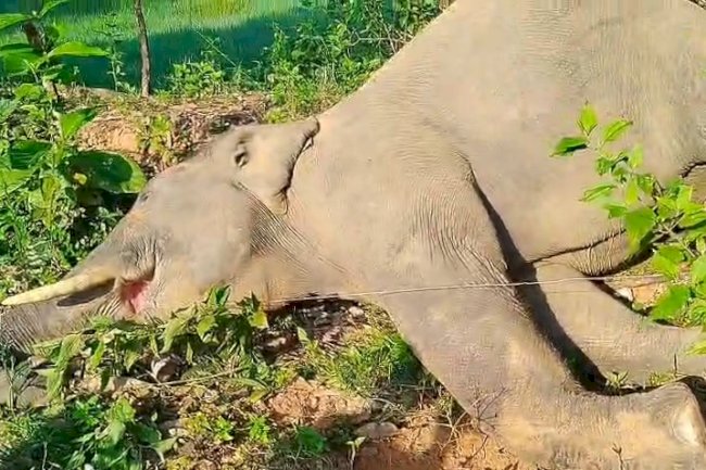 हाथी की मौत से बढ़ी चिंता, एक माह से क्षेत्र में सक्रिय है हाथियों का झुंड