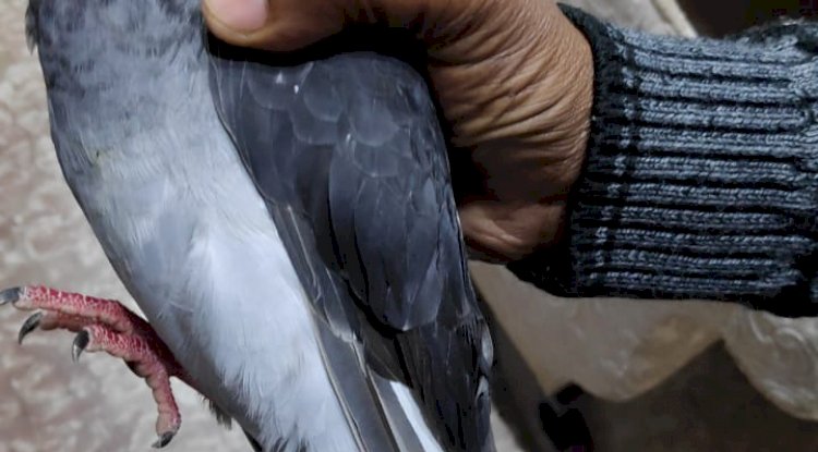 कबूतर के पैर में बंधा पाया गया डिवाइस जासूसी की अशंका 
