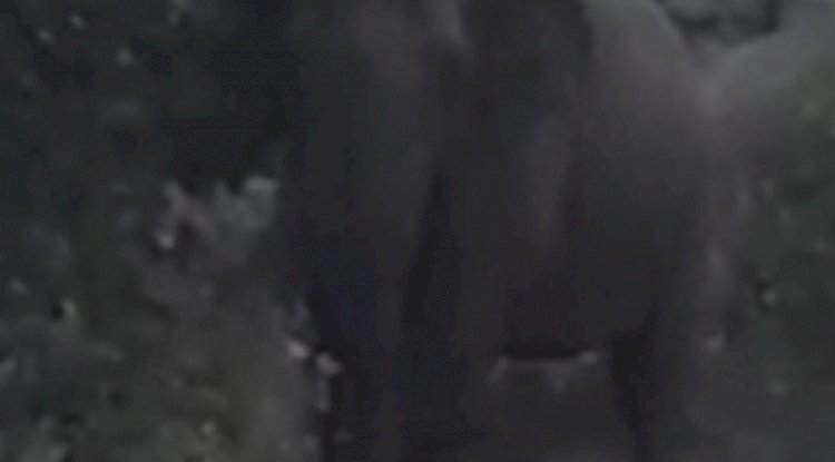 हाथी के उपद्रव से परेशान ग्रामीण 