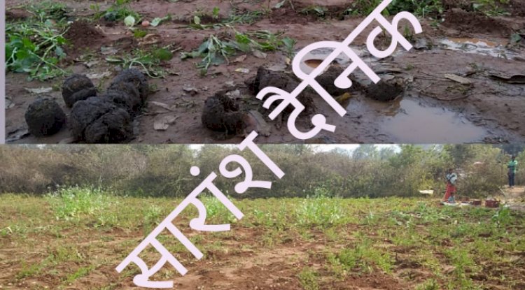 लुकुमबेडा़ पंचायत में दूसरी बार हाथियों का ताडंव 