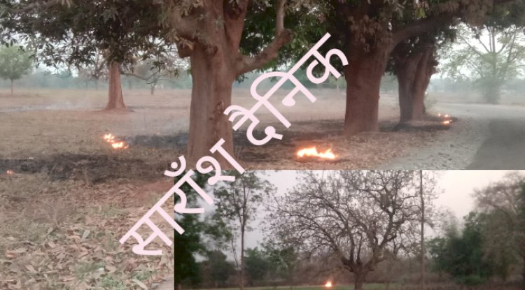 गर्मीयो के मौसम में जंगलो में क्यो लगती है आग 