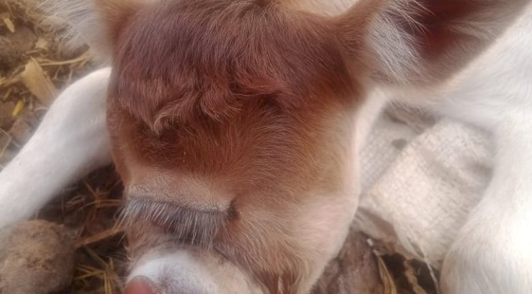 गाय ने दिया एक आँख के बछडे़ को जन्म