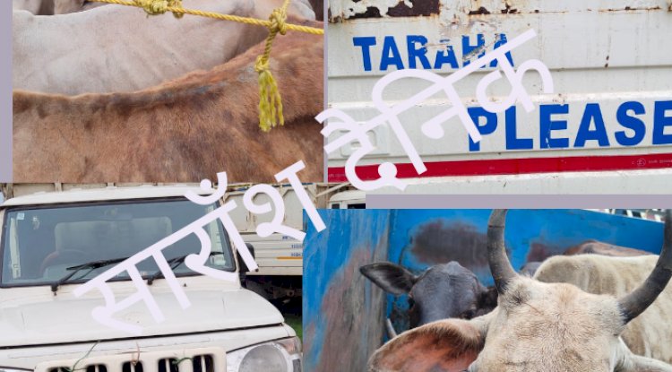 गौ तस्करी करते दो वाहन जब्त दो गिरफ्तार 