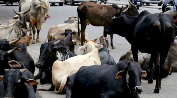 मवेशियों का अड्डा बन गया राजमार्ग