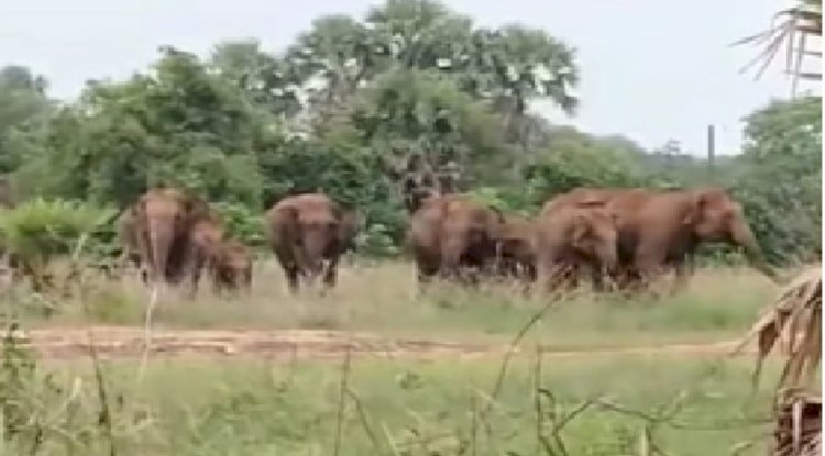 तालचेर के ग्रामीण क्षेत्रों  में जंगली हाथीयो का भय 