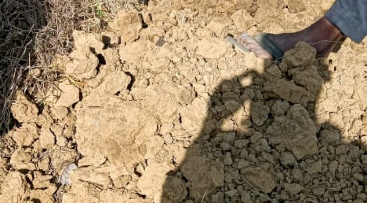 अधकटी गाय छोड़कर भागे कसाई 
