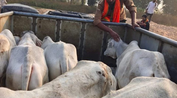 3 अवैध पशु वाहकों द्वारा जब्त की गई पिकअप वैन से 30 मवेशी बरामद किए गए