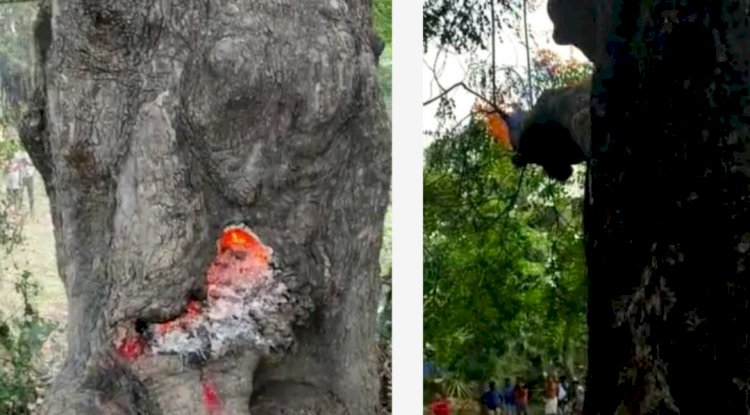 सूलग रही है नीम का पेड़ मां हिगुला का वास मान रहे है लोग 