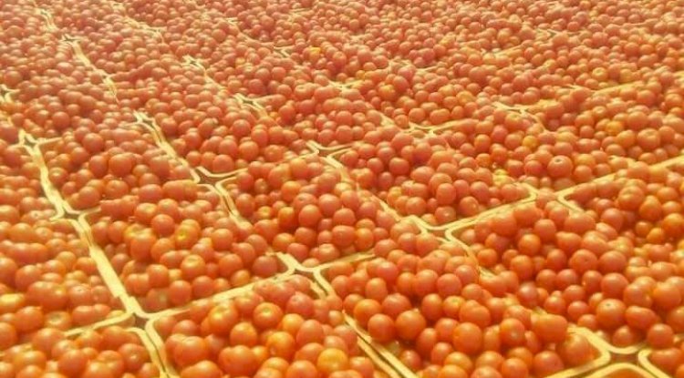 टमाटर पर राजनीति क्यों 