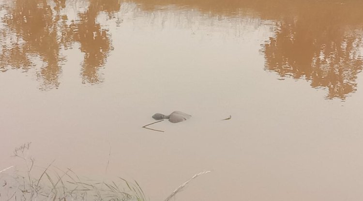 नहर में तैरता मिला शव 