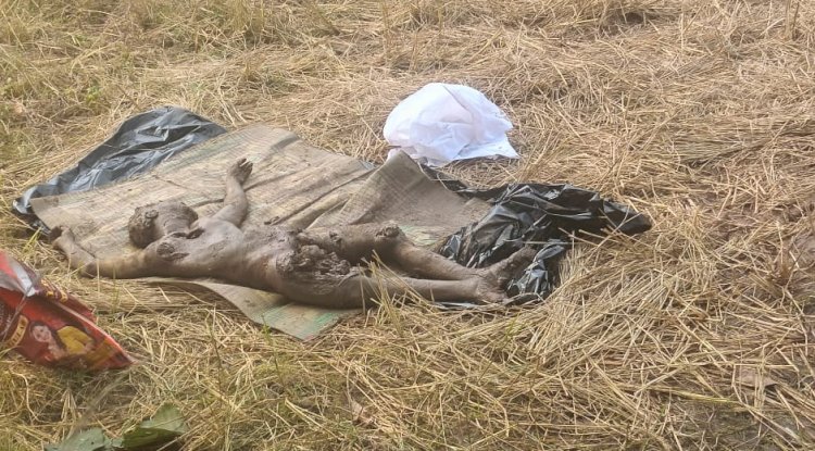 हाथी के कुचलने से खेत की रखवाली कर रहे युवक की मौत 