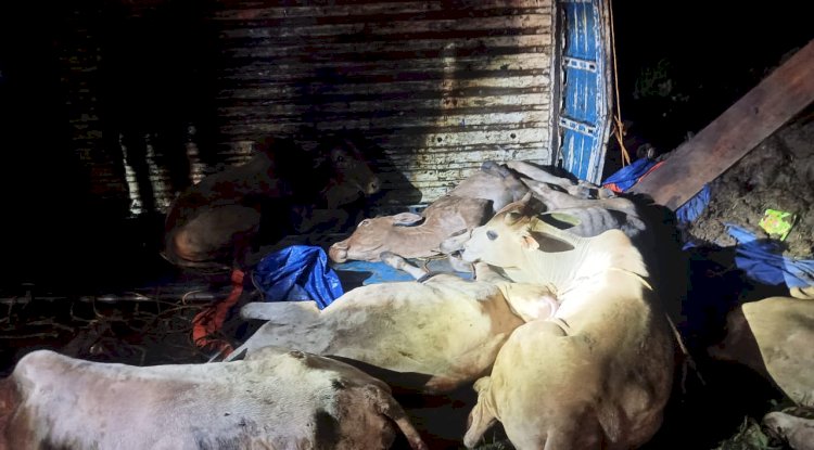 गौवंसो से लदी वाहन पलटी 13 गौवंस बरामद 