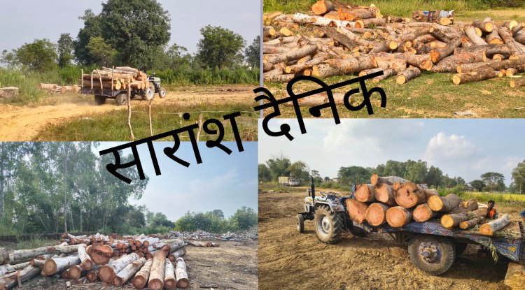 जिले में लकड़ी तस्करों का साम्राज्य