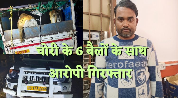 चोरी के 6 बैलों के साथ एक गिरफ्तार