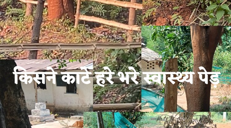 डालमिया कॉलेज परिसर से कीमती पेड़ चोरी
