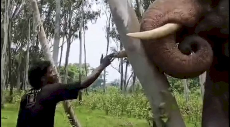 जंगली हाथी के साथ छेड़छाड़ करने और‌ रील बनाने वाला युवक गिरफ्तार