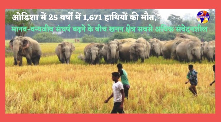ओडिशा में 25 वर्षों में 1671 हाथियों की मौत