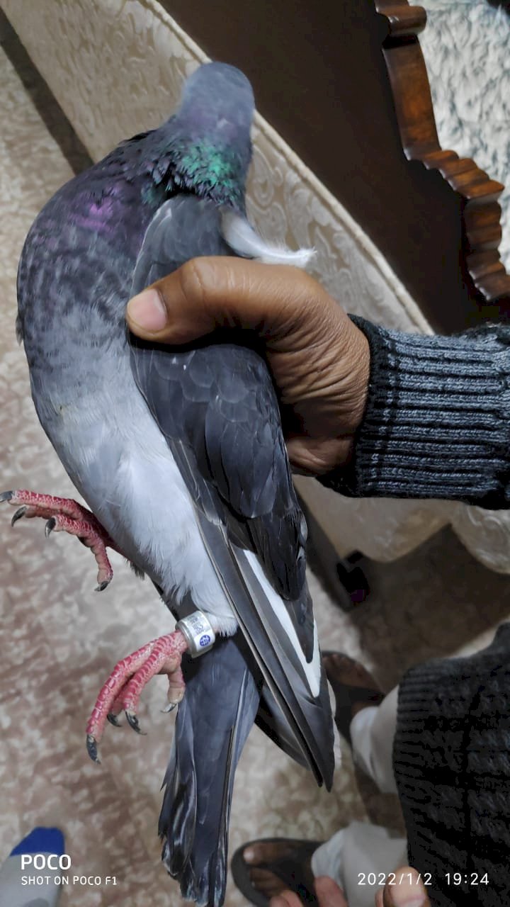 कबूतर के पैर में बंधा पाया गया डिवाइस जासूसी की अशंका 