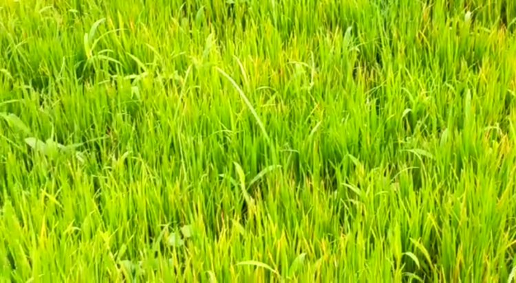 अल्प बृष्टी ने बढ़ाई किसानो की चिंता 