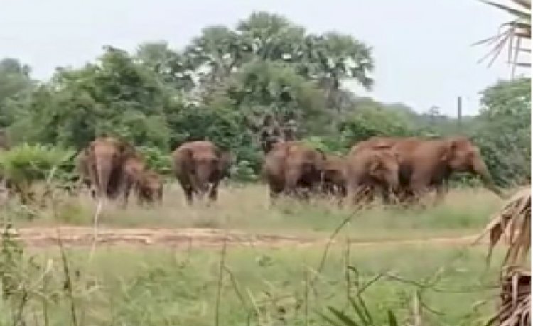 तालचेर के ग्रामीण क्षेत्रों  में जंगली हाथीयो का भय 