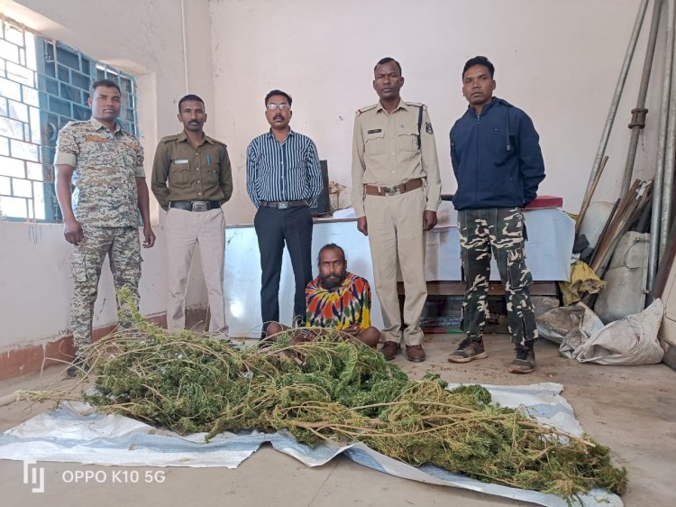 घर में लगाकर रखा था गाँजा पुलिस ने भेजा जेल 