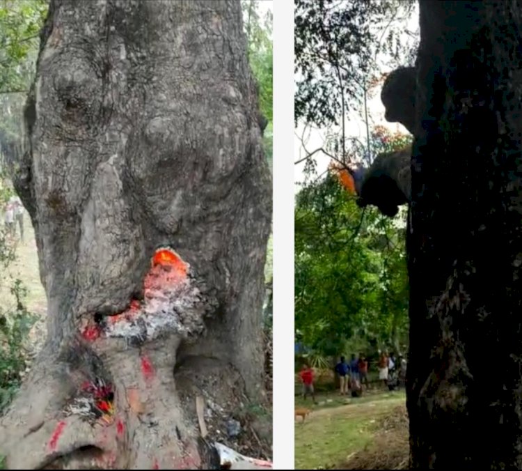 सूलग रही है नीम का पेड़ मां हिगुला का वास मान रहे है लोग 