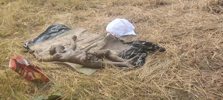 हाथी के कुचलने से खेत की रखवाली कर रहे युवक की मौत 