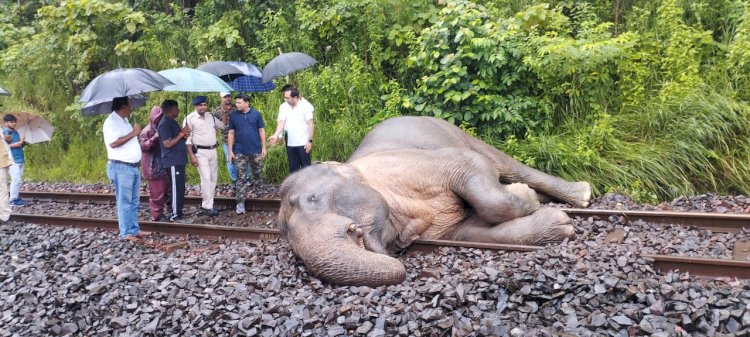 ट्रेन की टक्कर से हाथी गंभीर रूप से घायल