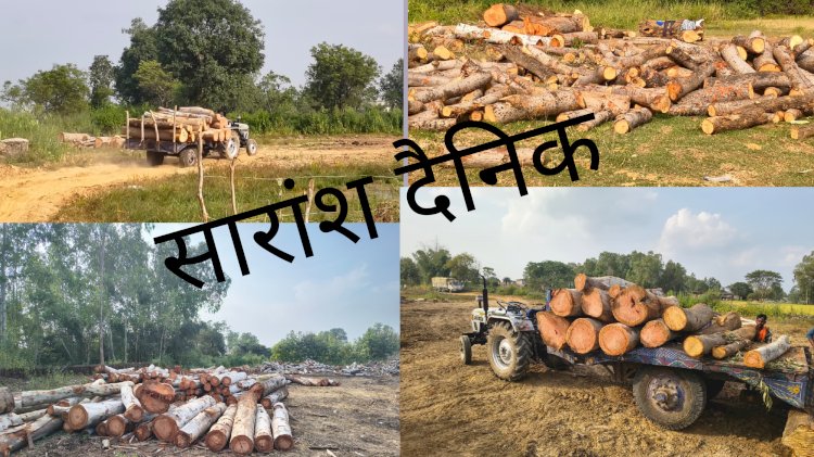 जिले में लकड़ी तस्करों का साम्राज्य