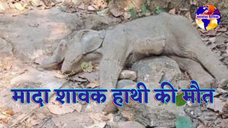 जंगल में मिला शावक हाथी का शव